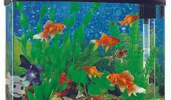 Fish Aquarium Test