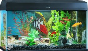 Fish tank Sctratch test