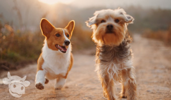 Dog Staging Test
