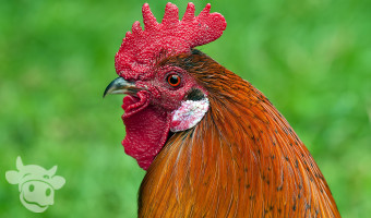 Chicken Test