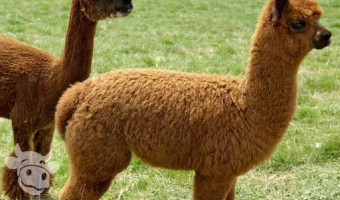 Test animal AD