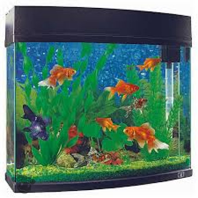 Fish Aquarium Test