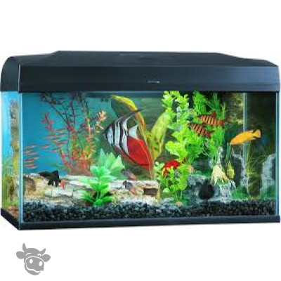 Fish tank Sctratch test