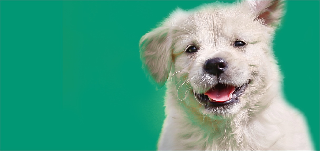 for the pet lover